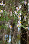 Climbing aster